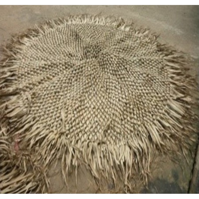 Fun Palm Cover Knotted 0.0000 x 0.0000 x 0.0000