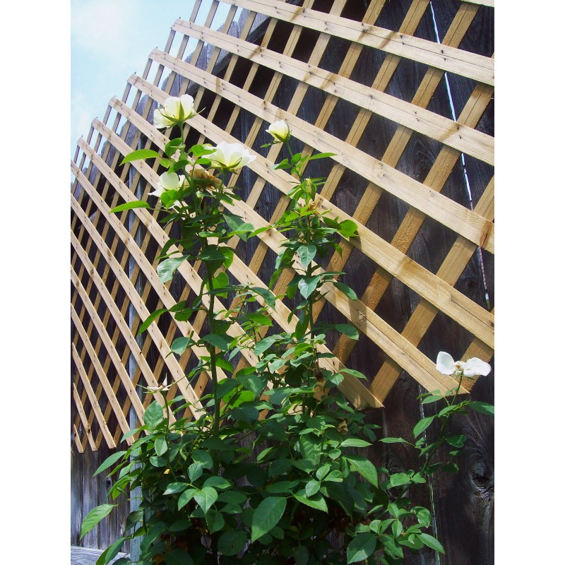 Καφασωτό Medium 7x7 122 x 240εκ.