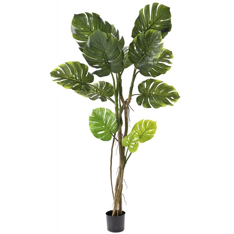 Φυτό Μονστέρα Με 8 Φύλλα Σε Πλαστική Γλάστρα 165cm Κωδικός: 80887