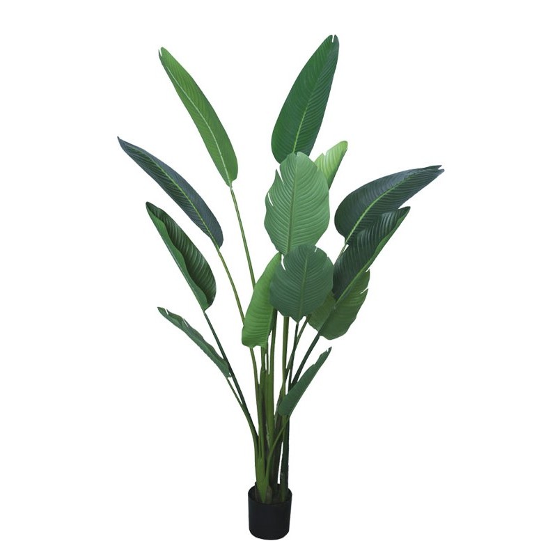 Δέντρο Στρελίτσια Πράσινο Σε Γλάστρα 185cm Κωδικός: 24105