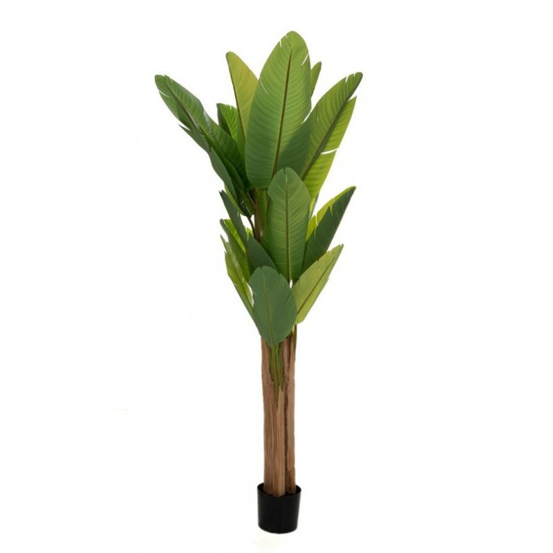 Φυτό Μπανανιά Με 20 Φύλλα Σε Πλαστική Γλάστρα 210cm Κωδικός: 85114