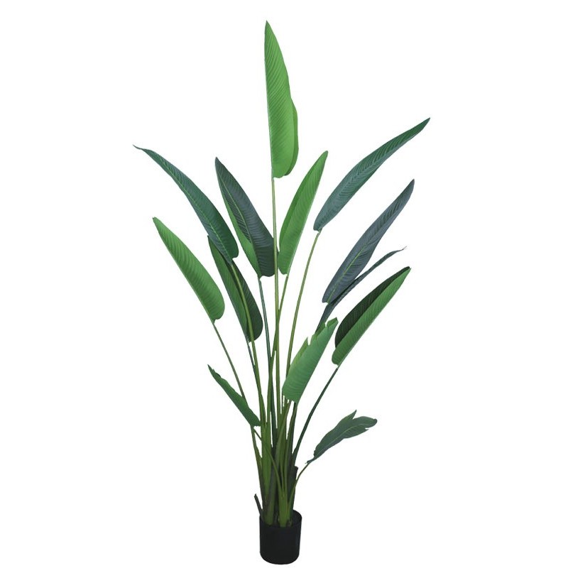 Δέντρο Στρελίτσια Πράσινο Σε Γλάστρα 235cm Κωδικός: 24106