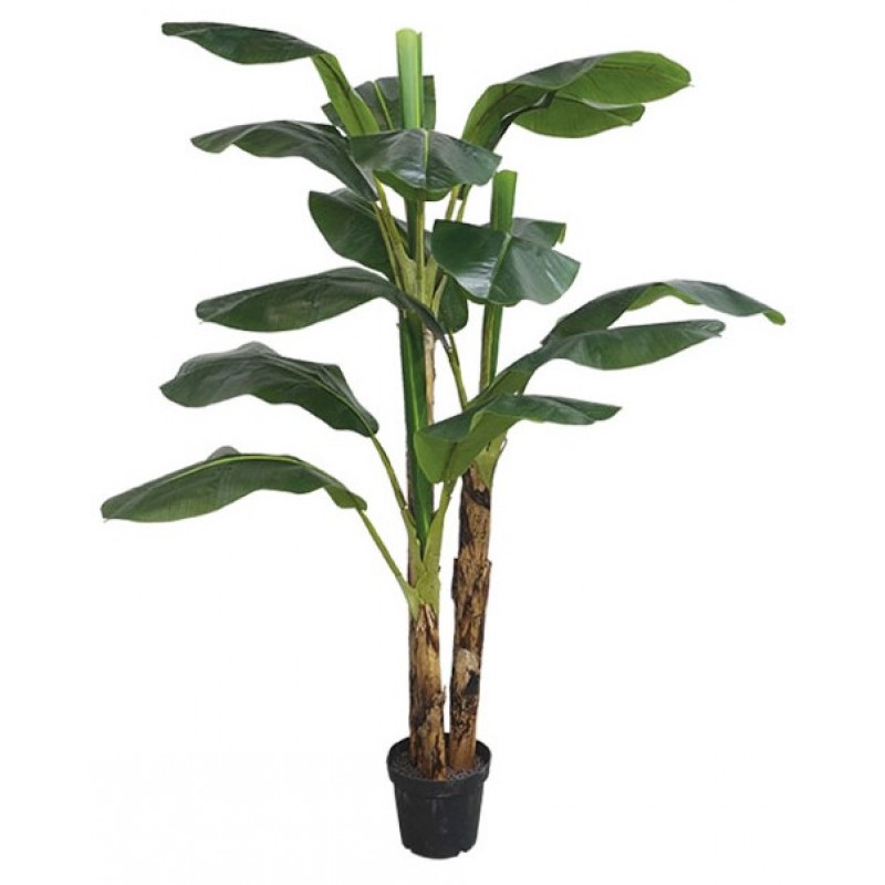 Δέντρο Μπανανια Real Touch Σε Γλάστρα Y210cm Κωδικός: 18721