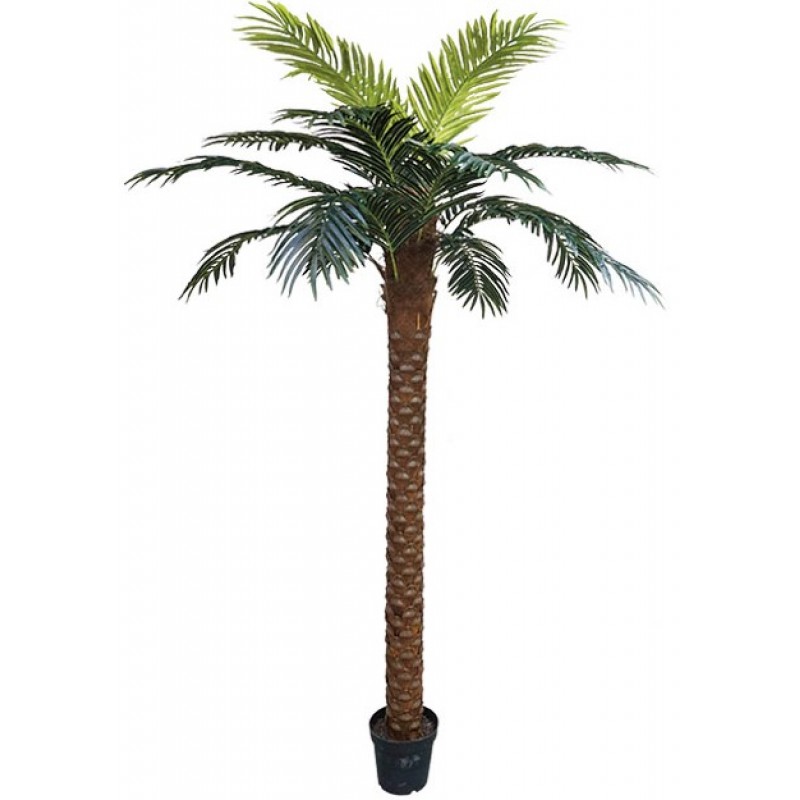 Δέντρο Φοίνικας Σε Γλάστρα 250cm Κωδικός: 18700